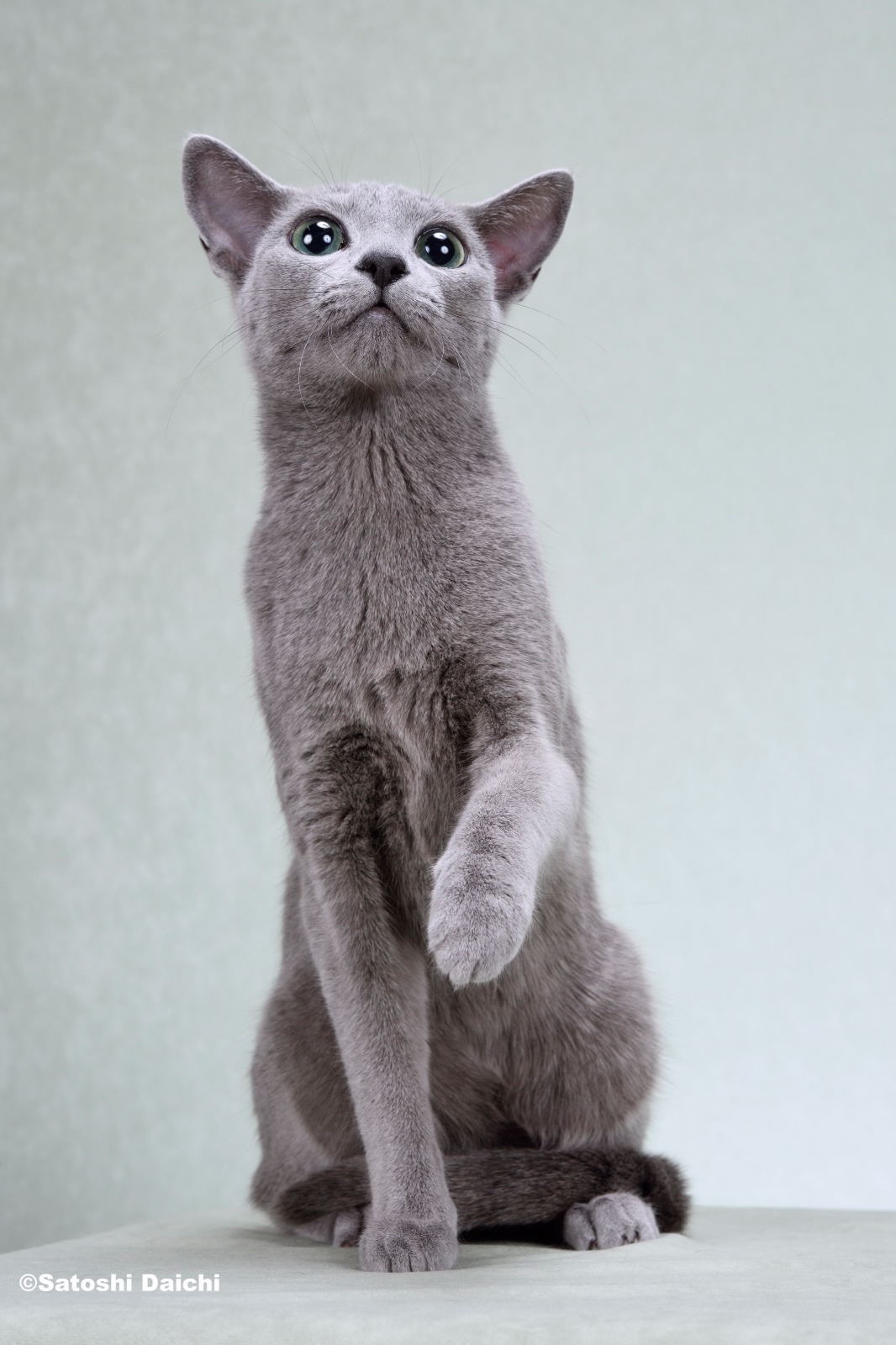 ロシアンブルー cat_img_1_thumb_mob_08e12e2e64