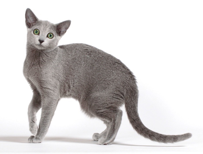 ロシアンブルー専門キャッテリーのアネラブルーANELABLUE Russianblue