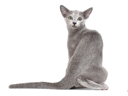 ロシアンブルー 250px-Russian_blue.jpg
