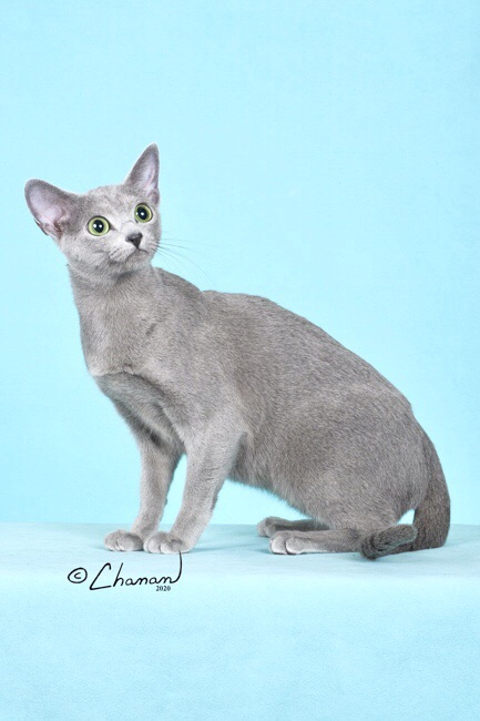 ロシアンブルー専門キャッテリーのアネラブルーANELABLUE
