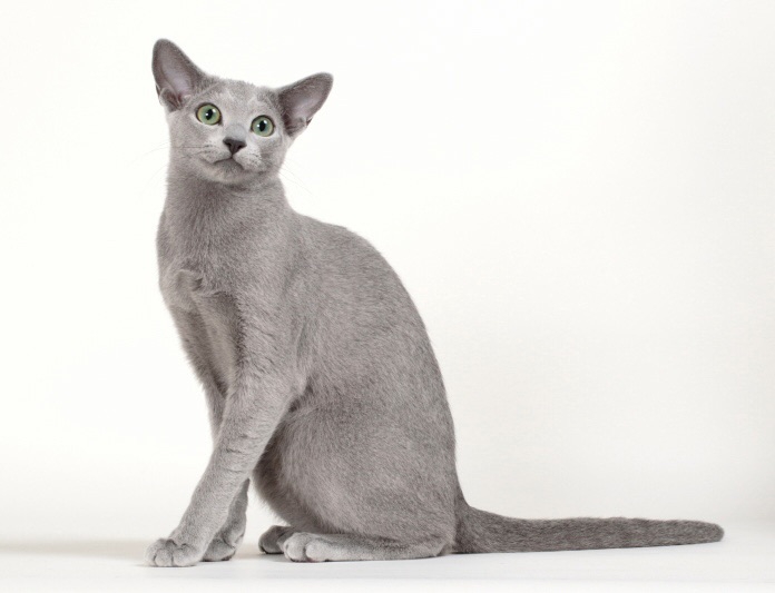 ロシアンブルー ロシアンブルー専門ブリーダー・キャッテリー｜CATTERY KOCOLO