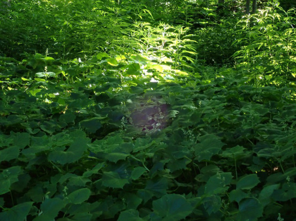 鬱蒼と茂る草木に一筋の光 風を聴く森 知床ぶろぐ