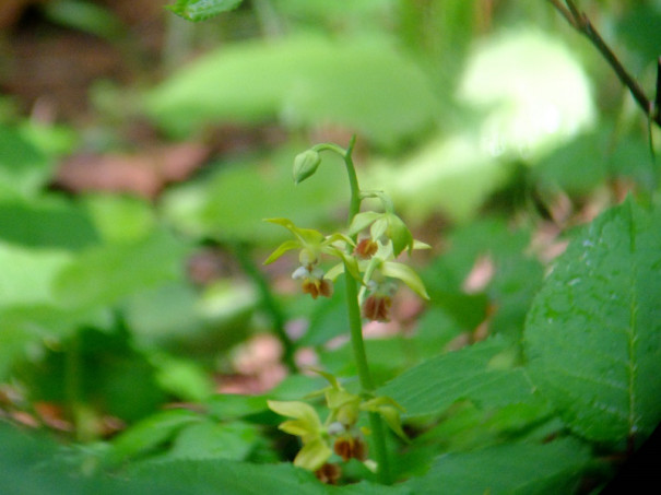 咲く花 陰日向に 風を聴く森 知床ぶろぐ