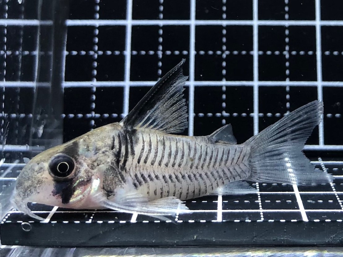 2022/7/18コリドラス新入荷 | TROPICAL GARDEN CORYDORAS