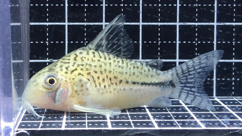 ロボホン　コリドラス 2022/11/9コリドラス新入荷速報 | TROPICAL GARDEN CORYDORAS