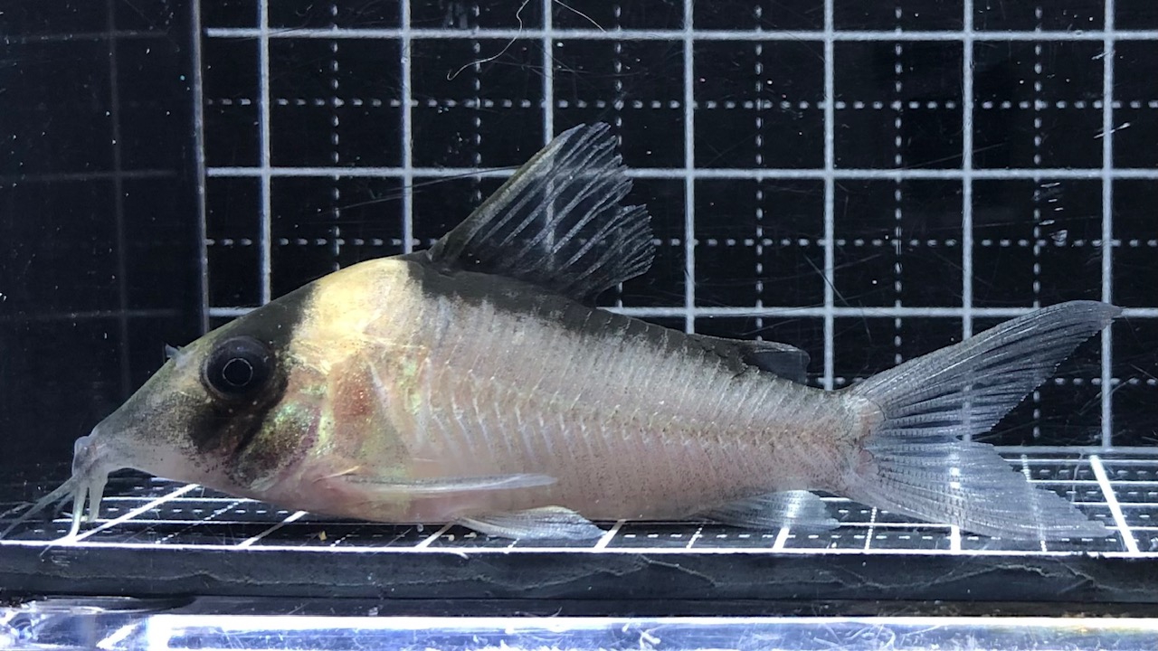 2023/9/14コリドラス緊急入荷！ | TROPICAL GARDEN CORYDORAS