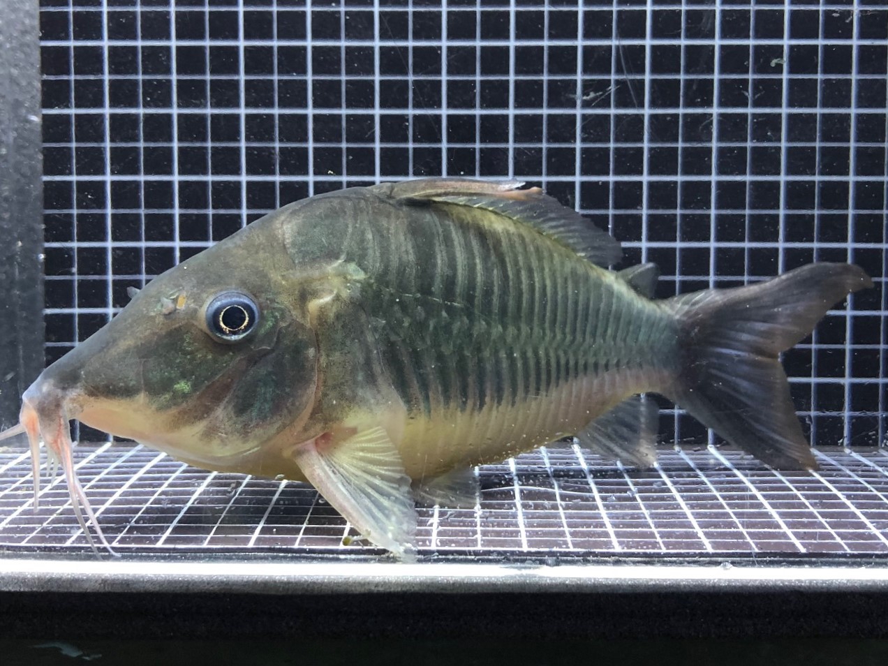 2022/7/25コリドラス新入荷！ | TROPICAL GARDEN CORYDORAS