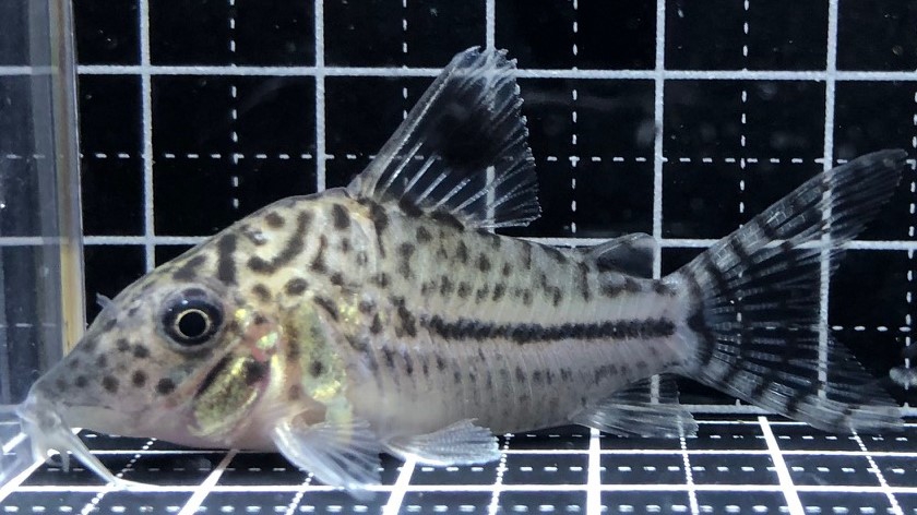 2022/9/17コリドラス新入荷（写真掲載しました！） | TROPICAL GARDEN