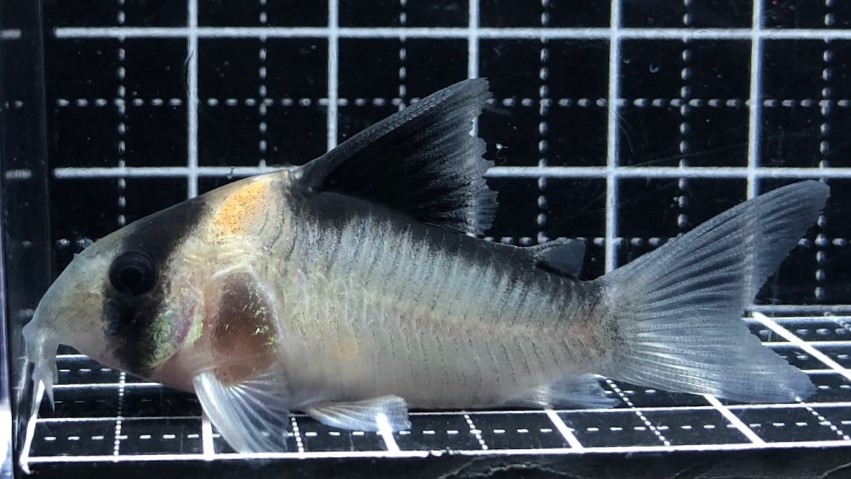 2023/6/23コリドラス新入荷 | TROPICAL GARDEN CORYDORAS