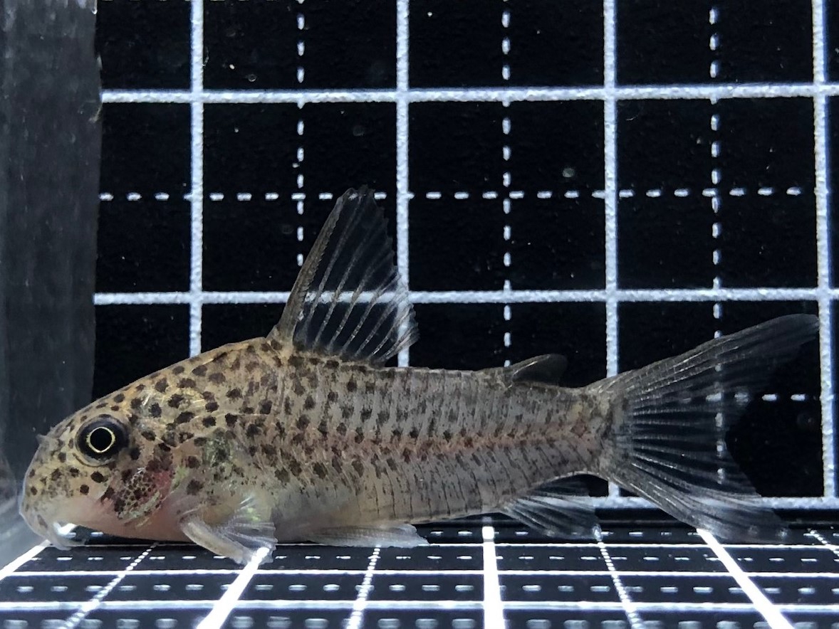 コリドラス 8a3134212ef2e08d6053c30a2f413d