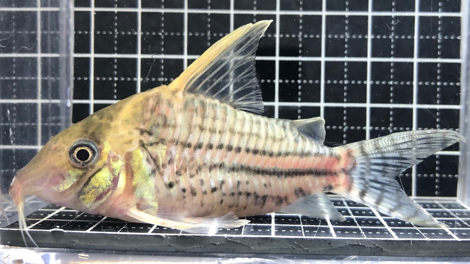 2022/10/21コリドラス新入荷速報 | TROPICAL GARDEN CORYDORAS