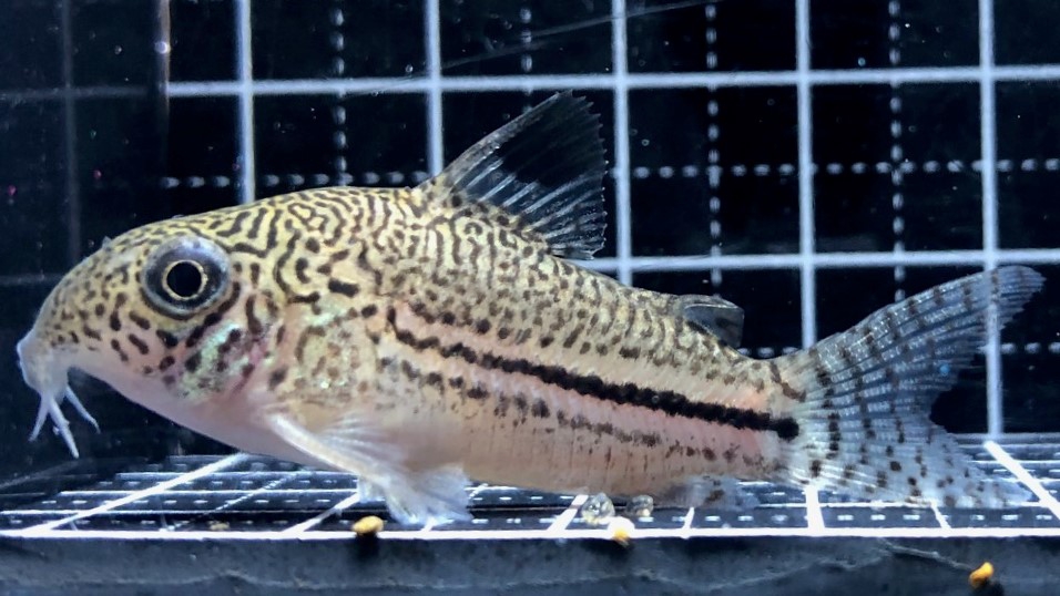 TROPICAL GARDEN CORYDORASの記事一覧 : ページ3