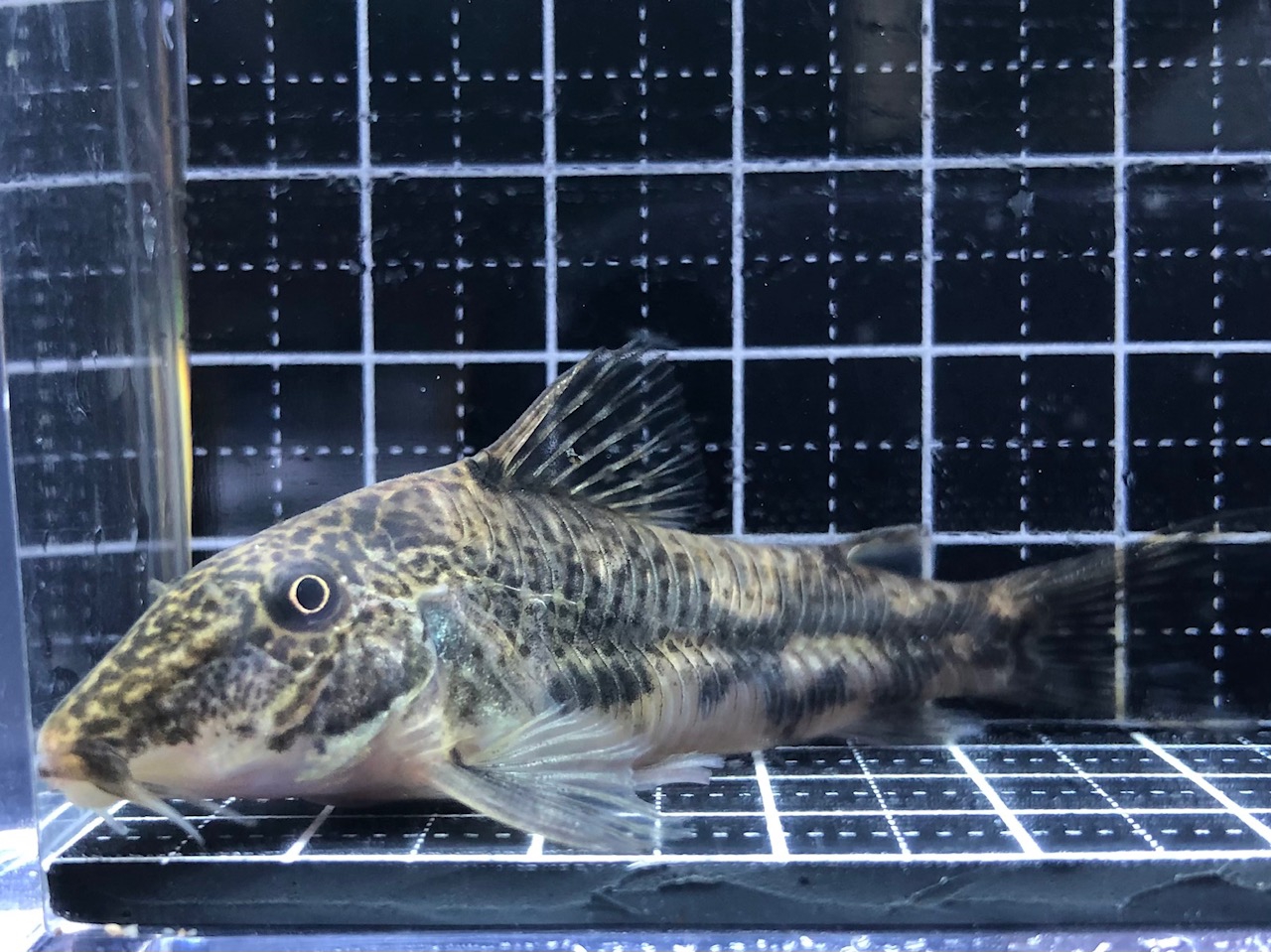 2022/6/27コリドラス新入荷 | TROPICAL GARDEN CORYDORAS