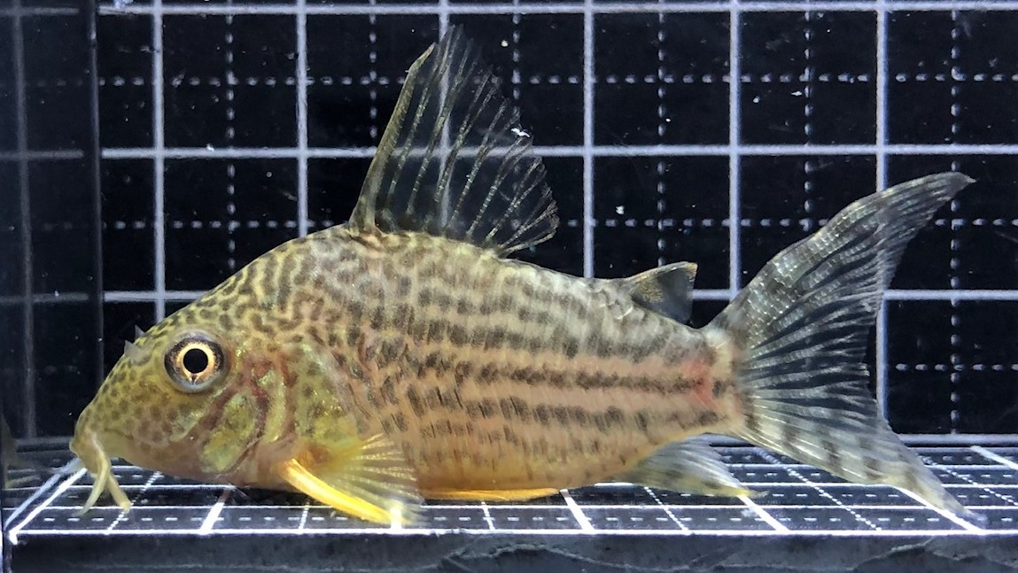 淡水魚】【通販】爆安 No4 コリドラス ブラックシャドースーパーパラレルス パライーソ産 ワイルド【個体販売】（生体）（熱帯魚）NKCR -  ペットバルーン ネットショップ