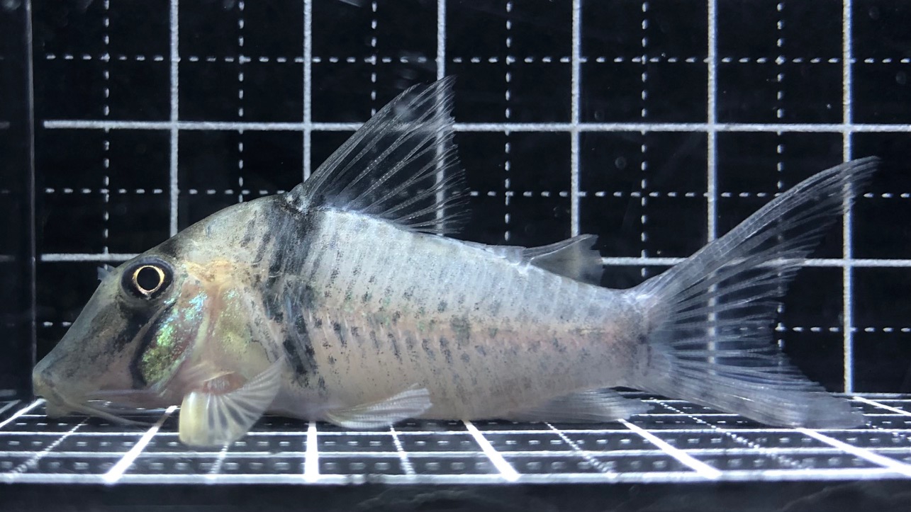 コリドラス 2022/9/17コリドラス新入荷（写真掲載しました！） | TROPICAL GARDEN