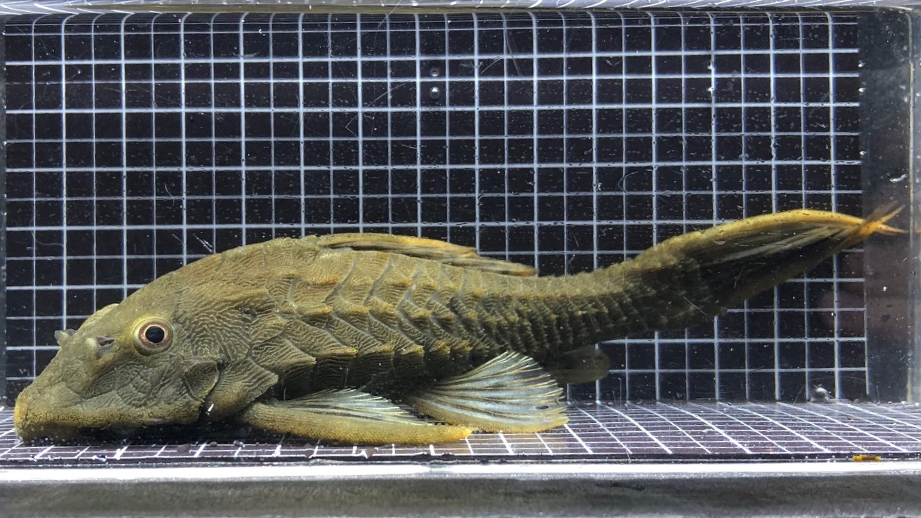 2022/1011プレコ・ナマズ新入荷 | TROPICAL GARDEN CORYDORAS