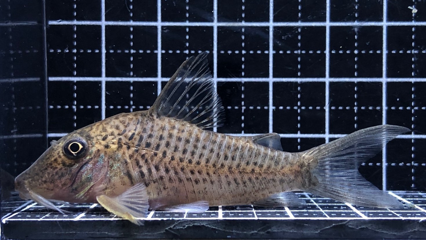 2023/2/13コリドラス新入荷 | TROPICAL GARDEN CORYDORAS