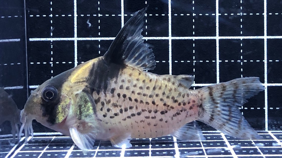 2023/2/13コリドラス新入荷 | TROPICAL GARDEN CORYDORAS
