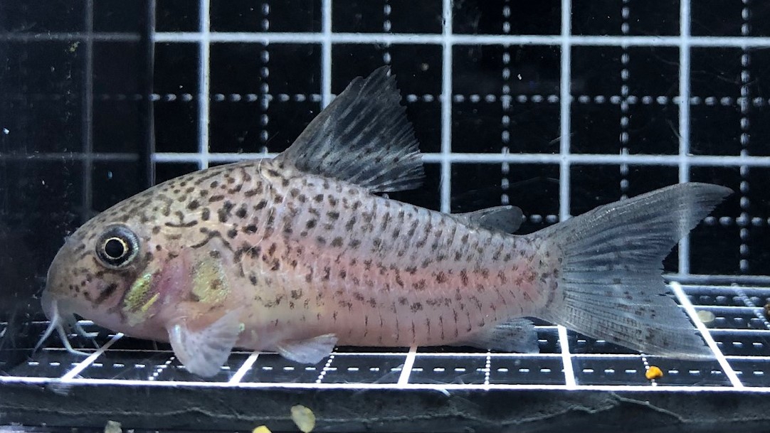 コリドラス 2023/6/23コリドラス新入荷 | TROPICAL GARDEN CORYDORAS