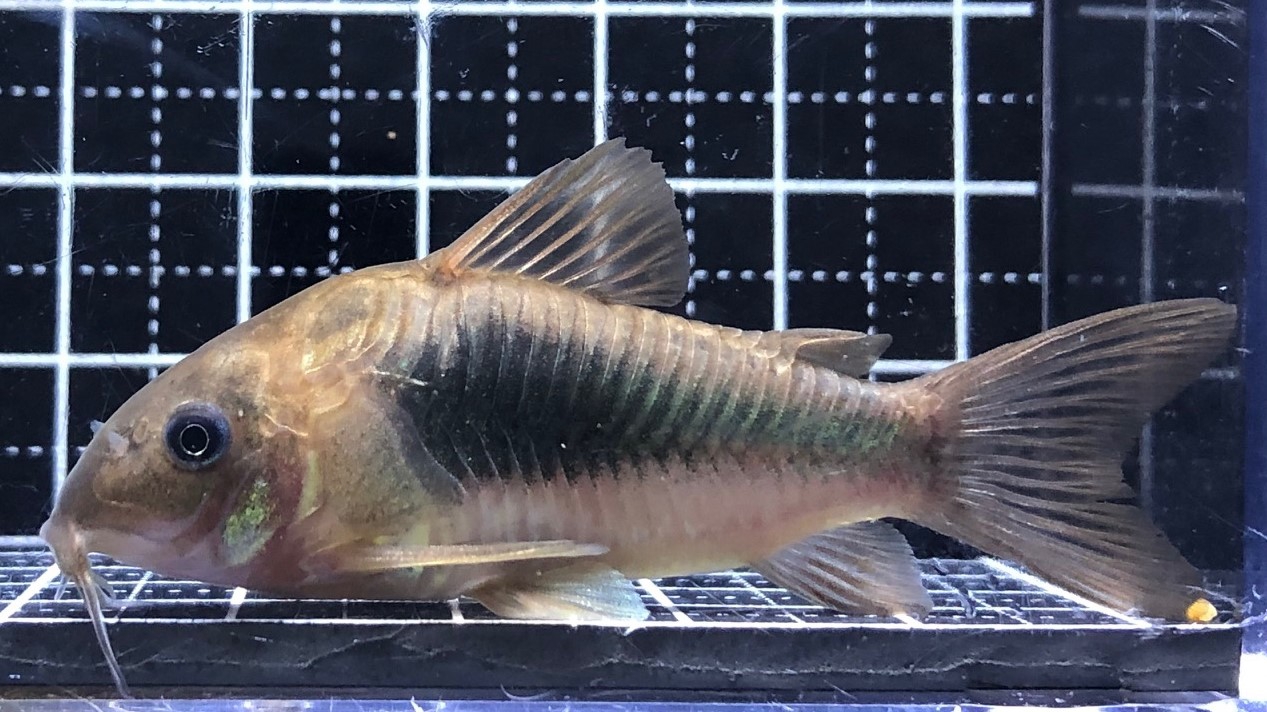 2023/2/13コリドラス新入荷 | TROPICAL GARDEN CORYDORAS