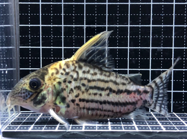 2022/8/22コリドラス新入荷！ | TROPICAL GARDEN CORYDORAS