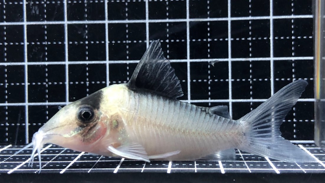 2022/11/23コリドラス新入荷 | TROPICAL GARDEN CORYDORAS