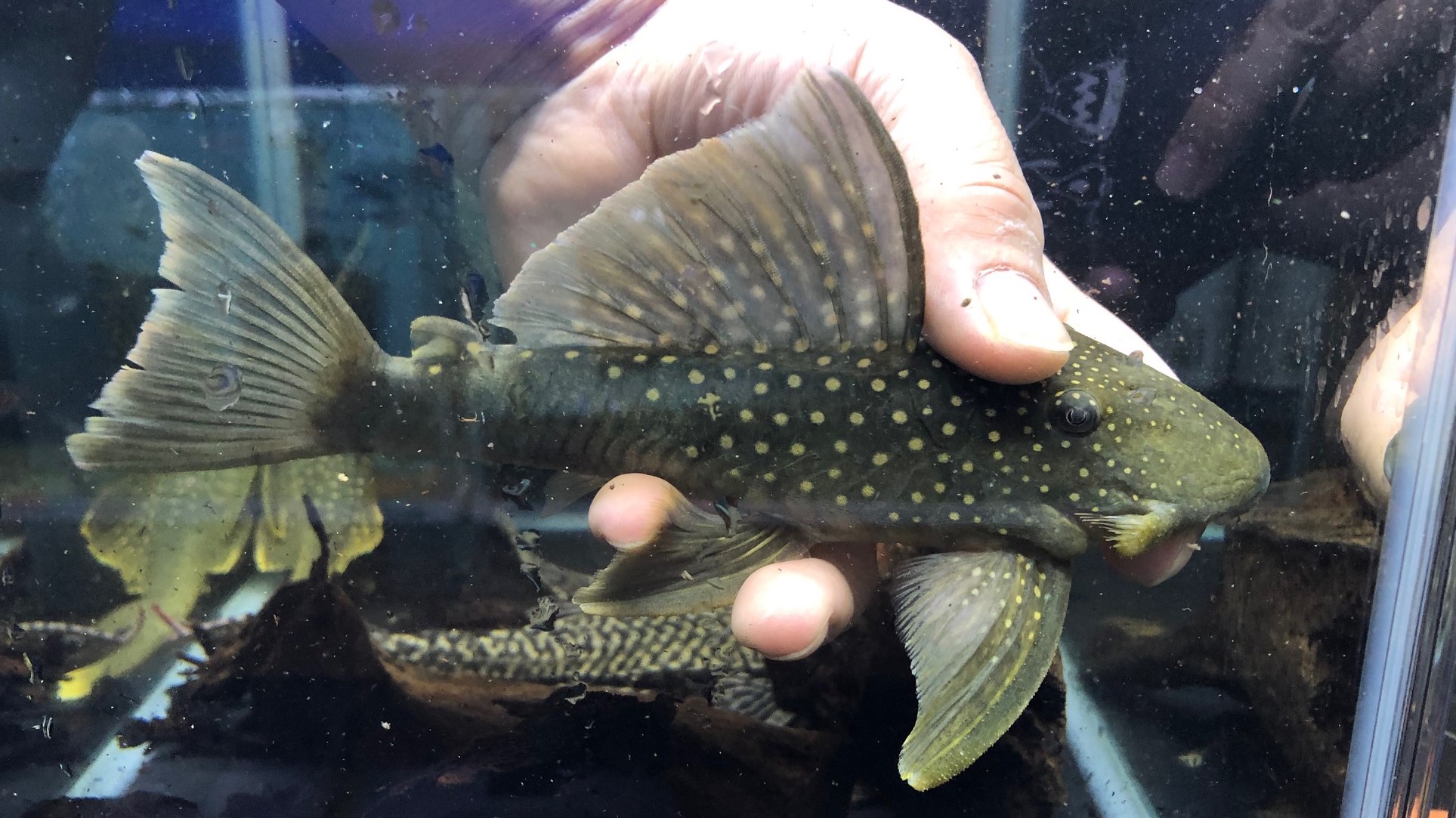 2023/3/23コリドラス・プレコ他新入荷 | TROPICAL GARDEN CORYDORAS