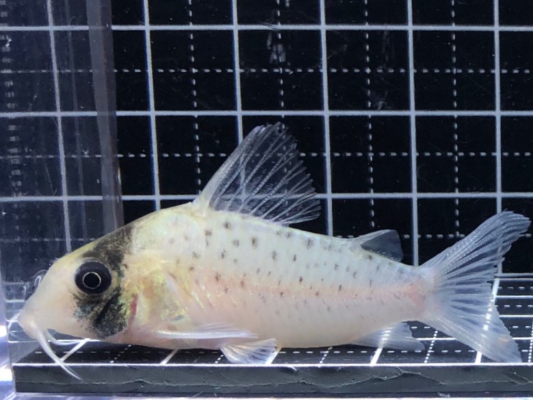 2022/8/22コリドラス新入荷！ | TROPICAL GARDEN CORYDORAS