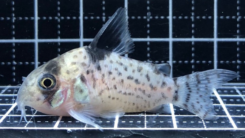 2022/10/9コリドラス新入荷 | TROPICAL GARDEN CORYDORAS