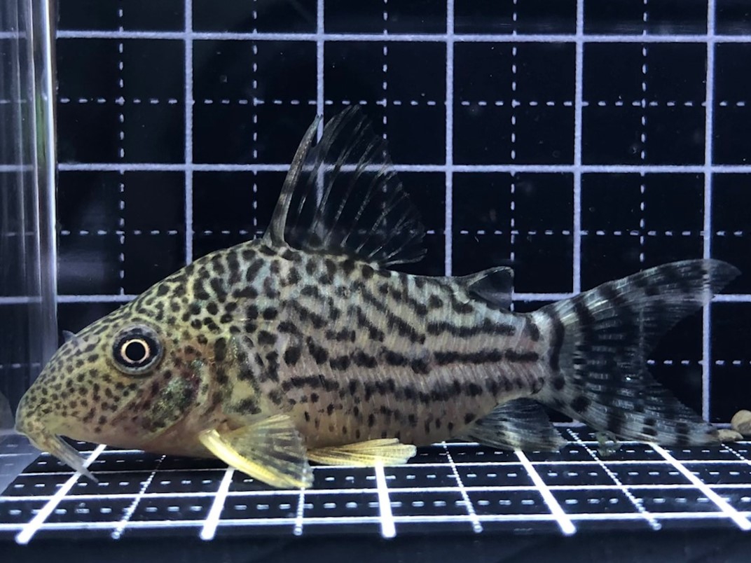 2022/6/27コリドラス新入荷 | TROPICAL GARDEN CORYDORAS