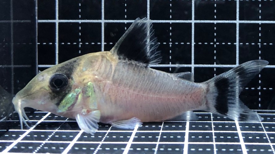 2023/3/1コリドラス新入荷 | TROPICAL GARDEN CORYDORAS