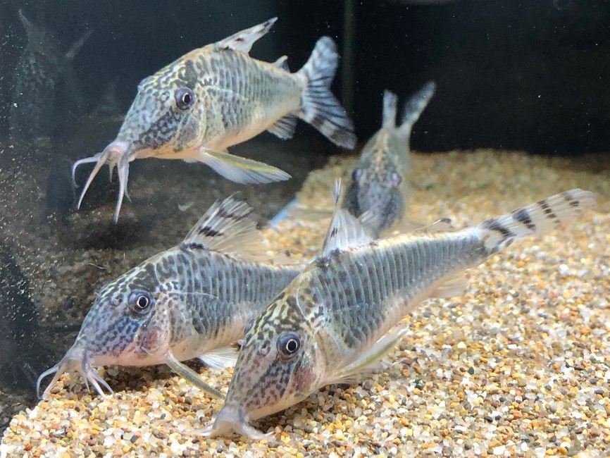 2023/4/13コリドラス＆プレコ新入荷 | TROPICAL GARDEN CORYDORAS