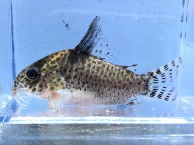 2022/2/28コリドラス新入荷 | TROPICAL GARDEN CORYDORAS