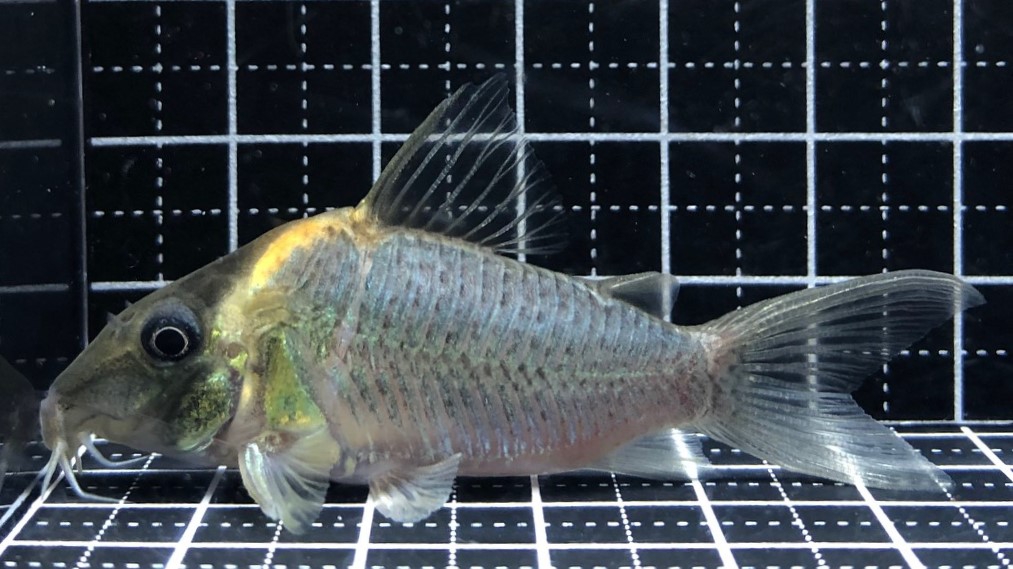 2023/3/1コリドラス新入荷 | TROPICAL GARDEN CORYDORAS