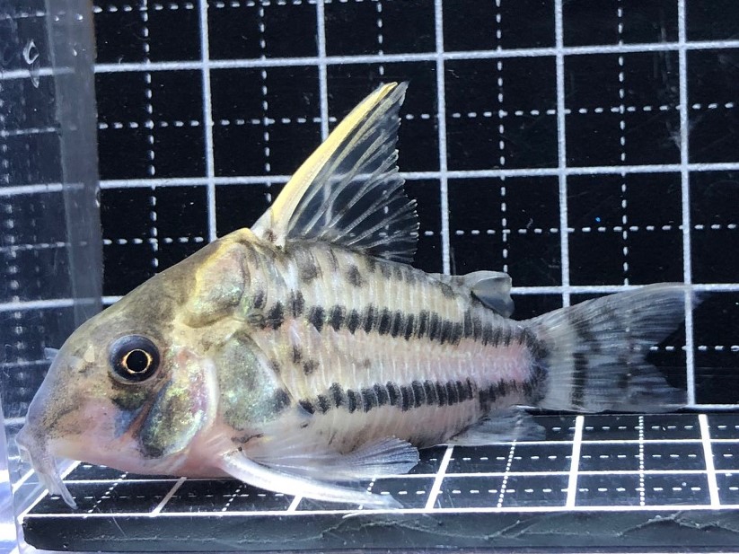 2022/8/22コリドラス新入荷！ | TROPICAL GARDEN CORYDORAS