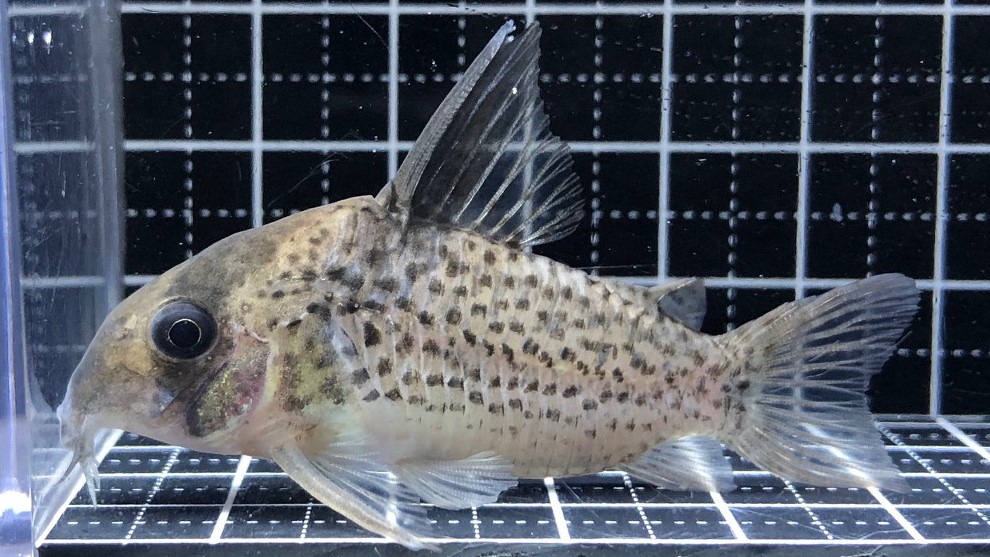 コリドラス 88e4a9ac1ddf7865c0e21e8a0a4a51