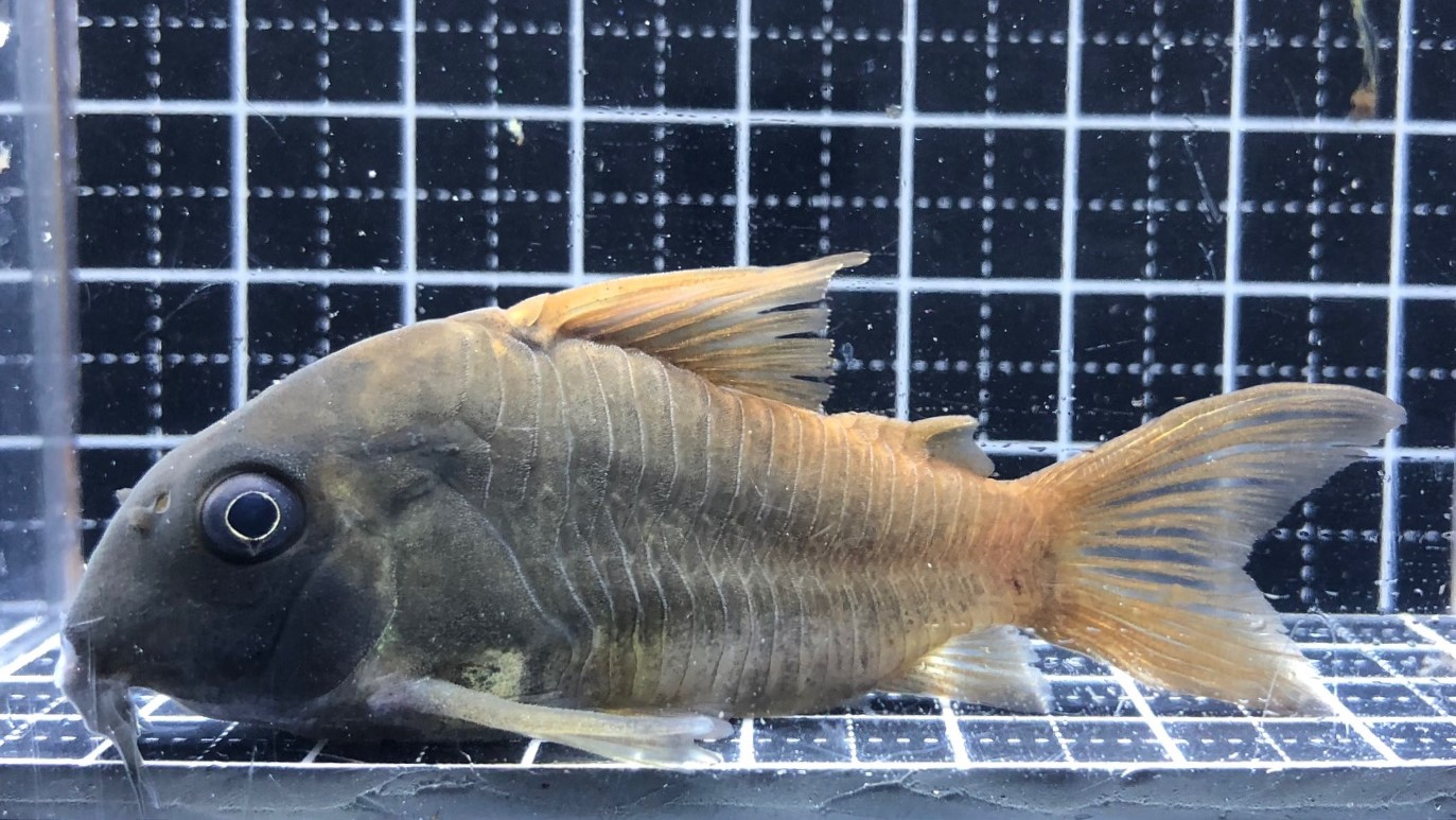 2022/10/9コリドラス新入荷 | TROPICAL GARDEN CORYDORAS