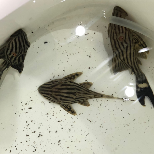 2023/4/25コリドラス他新入荷 | TROPICAL GARDEN CORYDORAS