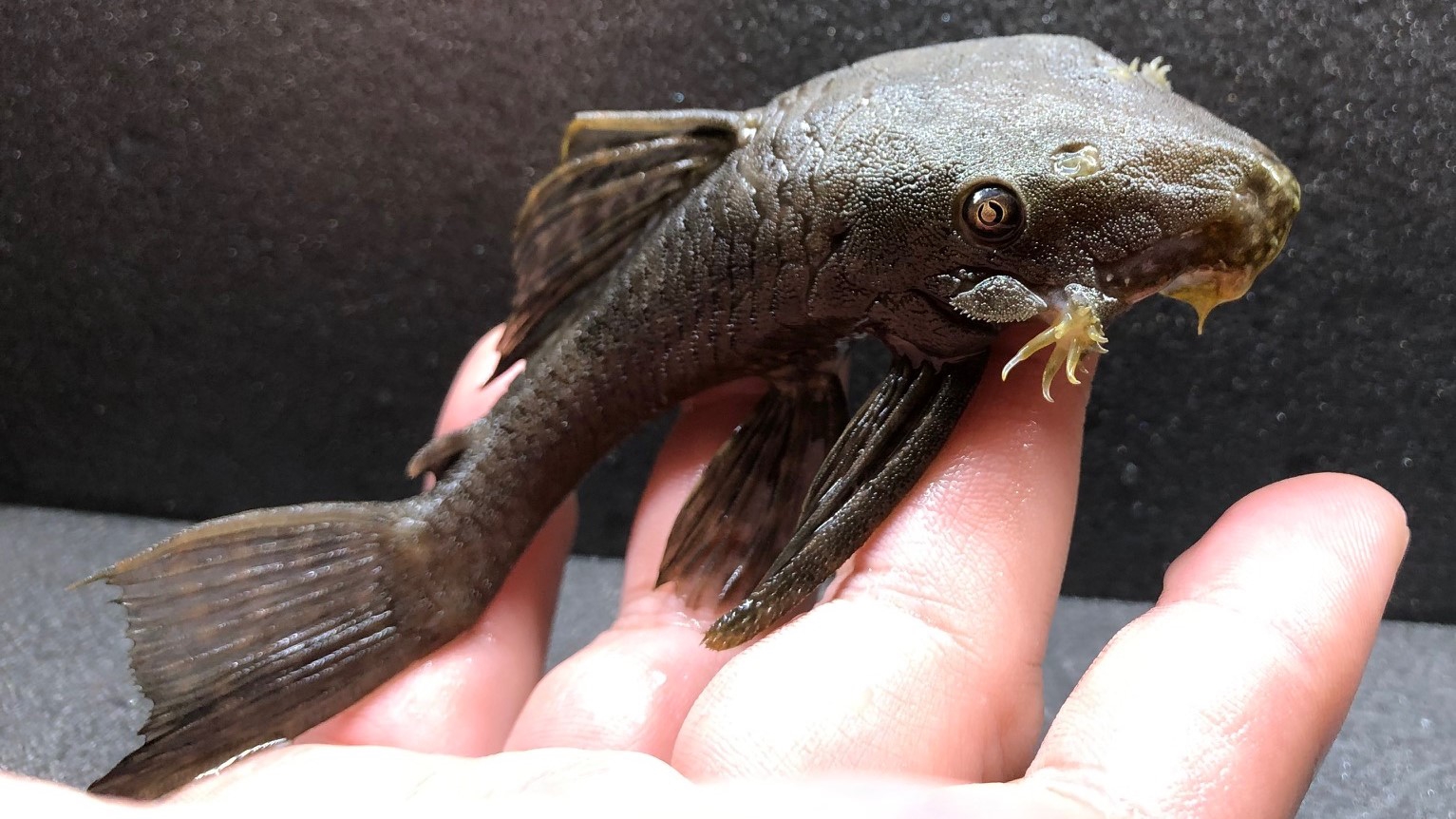 2022/1011プレコ・ナマズ新入荷 | TROPICAL GARDEN CORYDORAS