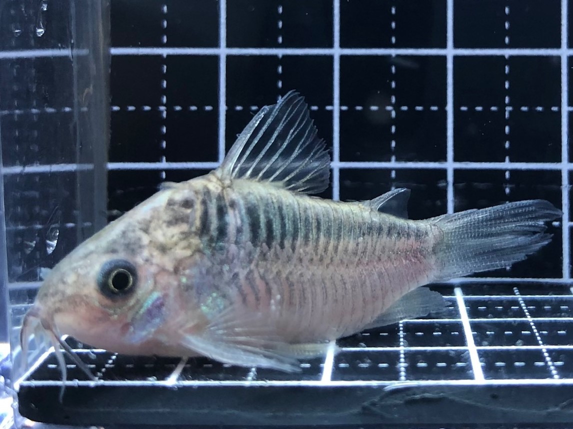 2022/6/27コリドラス新入荷 | TROPICAL GARDEN CORYDORAS