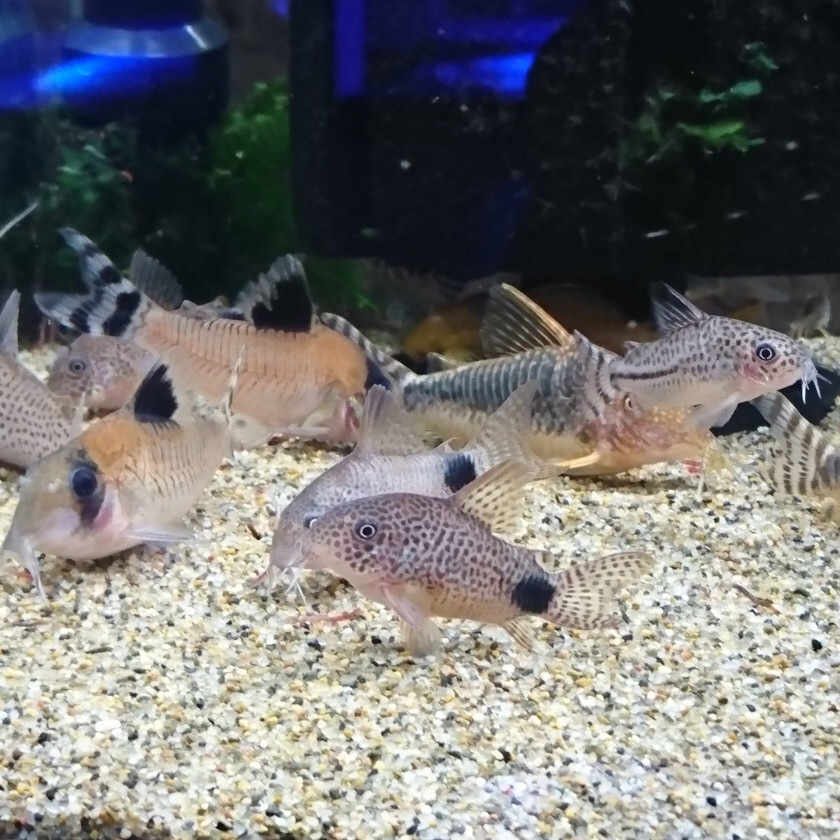 TROPICAL GARDEN CORYDORASの記事一覧 : ページ3