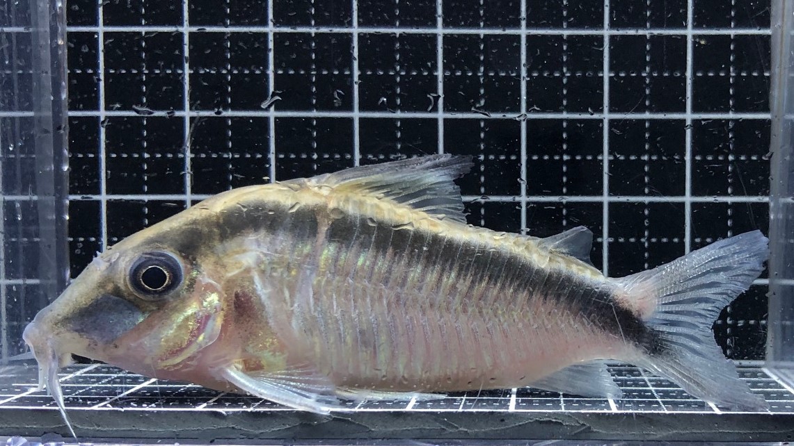 2022/10/21コリドラス新入荷速報 | TROPICAL GARDEN CORYDORAS