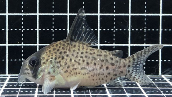 22 10 31コリドラス新入荷 Tropical Garden Corydoras 22 10 31コリドラス新入荷 Tropical Garden Corydoras