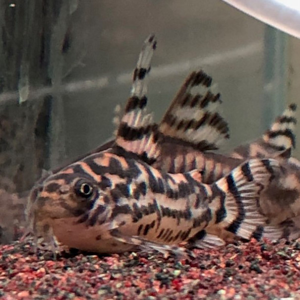 2023/6/17ゼブリーナ＆レナ新入荷 | TROPICAL GARDEN CORYDORAS