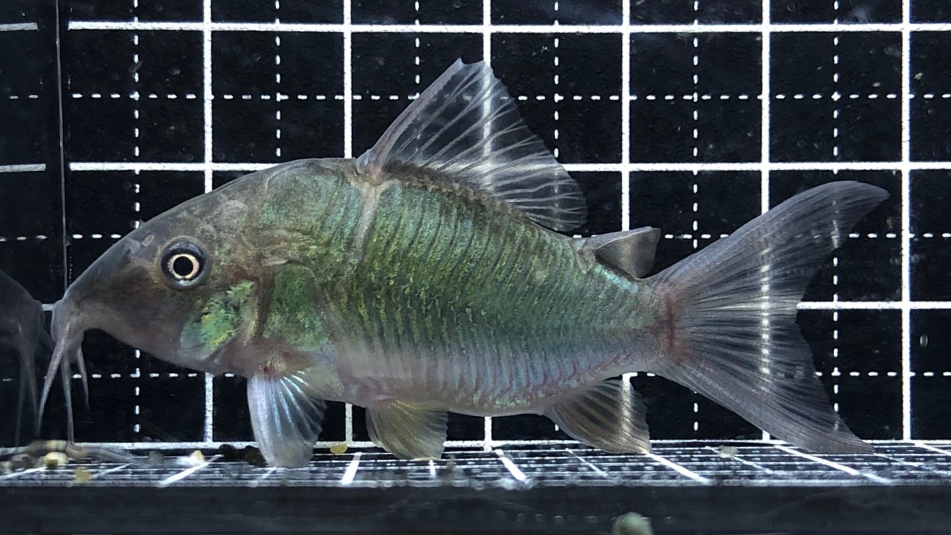 2023/2/22コリドラス新入荷 | TROPICAL GARDEN CORYDORAS