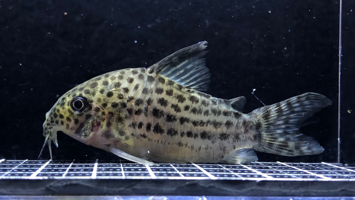 2023/1/19コリドラス新入荷 | TROPICAL GARDEN CORYDORAS