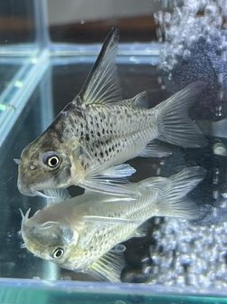 2022/9/20コリドラス緊急入荷！ | TROPICAL GARDEN CORYDORAS