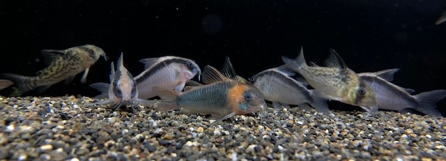 2022/3/16コリドラス新入荷 | TROPICAL GARDEN CORYDORAS