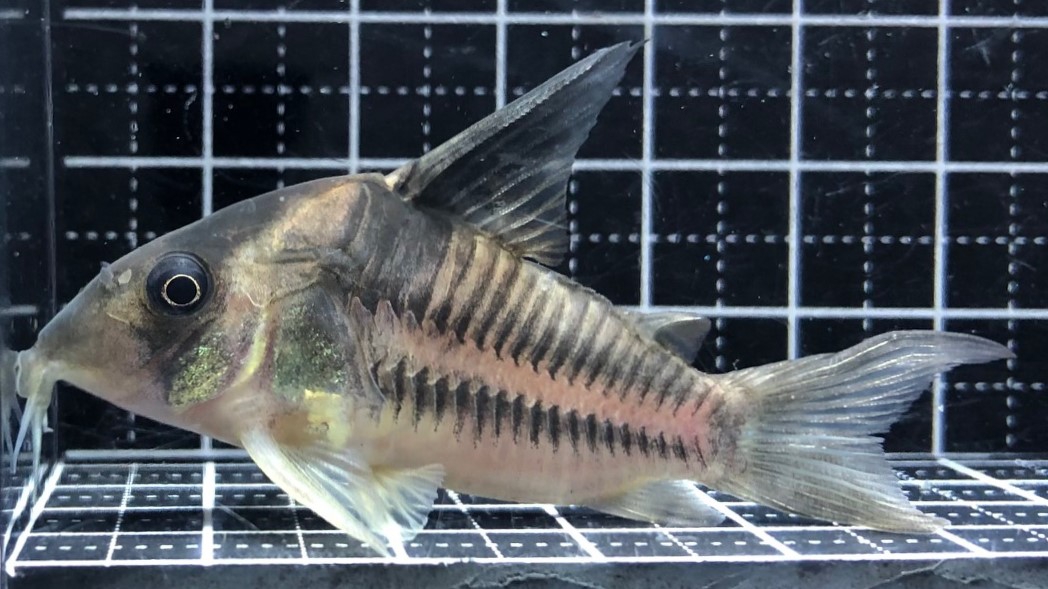 2023/3/1コリドラス新入荷 | TROPICAL GARDEN CORYDORAS