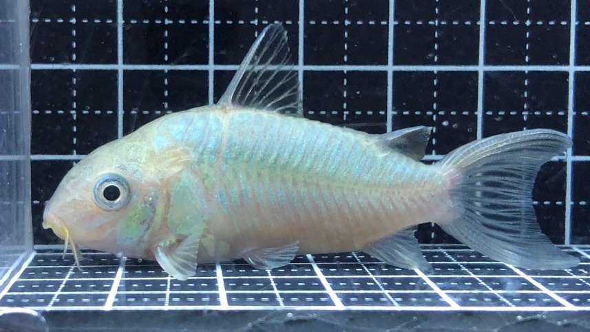 ad834ba011e6bc7f4a9c200f47310e